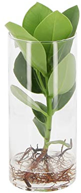 KENTIS - Clusia Pianta Idroponica - Clusia Rosea Princess in elegante Vaso di Vetro - Idrocultura - Pianta Vera da Interno - H 25-30 cm Vaso Ø 6 cm