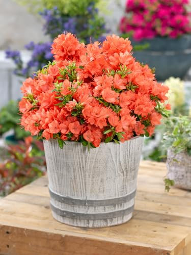 Dwarf Evergreen Azalea Shrubs Plants Orange Flowers - 2ltr Pot - (1 Pack)