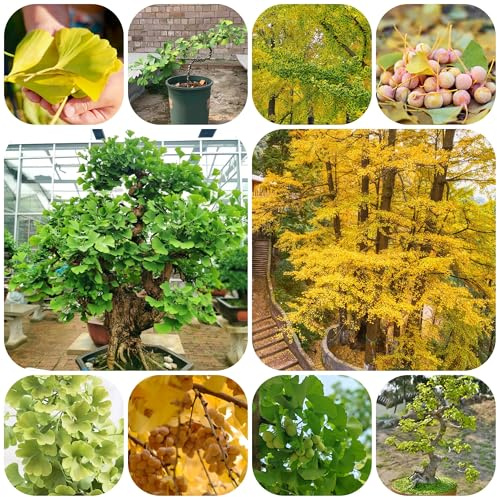 ginko - ufficio giardino biologico interno verdi balcone decorazioni giardino per esterni sostenibili d'appartamento 20semi