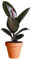 Ficus Abidjan con Maceta de Cerámica DECOALIVE Planta de Interior Natural Ficus Elastica Ficus Robusta
