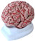 UPIKIT Human Brain Model - Cerebrovascular Brain Anatomy Model -PVC Anatomical Human Brain Teaching Model - for Educational Training Aid