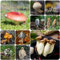 200 pcs pilze frisch samen - balkonpflanzen winterhart pflanztopf heilkräuter samen mushroom,fungi,pilz, garten geschenke für männer fensterbank deko innen