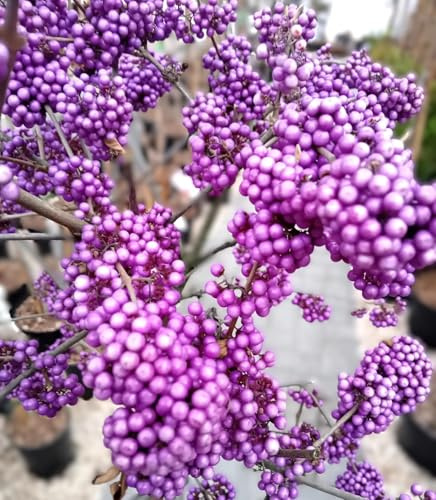 Liebesperlenstrauch/Schönfrucht Callicarpa bodinieri 'Profusion' 60-80 cm