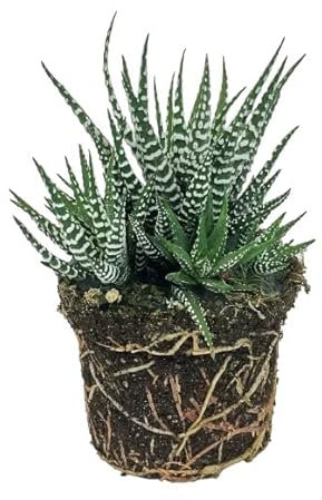 DECOALIVE Planta Suculenta Haworthia Fasciata Cactus Natural para el Hogar