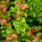 Brezo resistente - semillas Brezo hierbas de jardín semillas de plantas semillas de hierbas para jardín de interior plantas de jardín Plantas en maceta resistentes al aire libre 50pcs