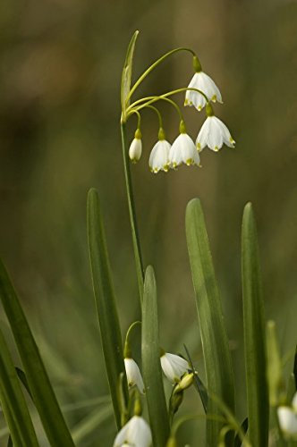 Märzenbecher Knotenblume - 20 Samen