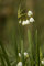 Märzenbecher Knotenblume - 20 Samen