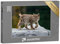 puzzleYOU: Puzzle 200 Teile „Aufmerksamer junger Luchs“ – aus der Puzzle-Kollektion Luchse, Tiere in Wald & Gebirge