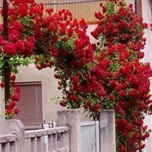 DIY Hausgarten 100 Stück rot von Kletterrose Samen, heißer Verkauf Blumensamen,