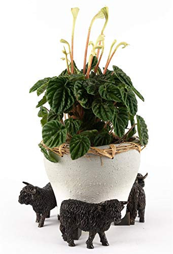Potty Feet Highland Cow Figures Plant Pot Feet - Planter Support - Handmade Decorative Ornaments - 3pcs