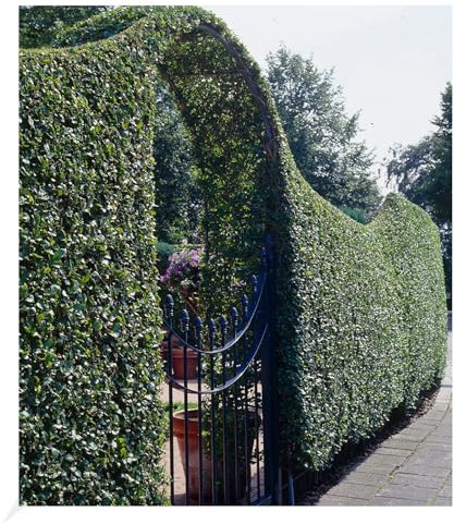 BALDUR Garten Schwarzgrüner Liguster 'Atrovirens', 20 Pflanze Ligustrum vulgare Atrovirens Heckenpflanze, winterhart, im milden Winter wintergrün, trockenresistent, blühend