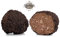 Agritaste® 150 g Tartufo estivo fresco 1° scelta + OMAGGIO. Provenienza ITALIA (150g Tartufo di PRIMA SCELTA + OMAGGIO)