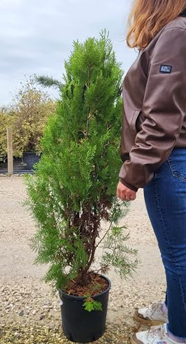 POWERS TO FLOWERS - THUJA PIRAMIDALIS, vaso 20cm, altezza 150cm, piante vere