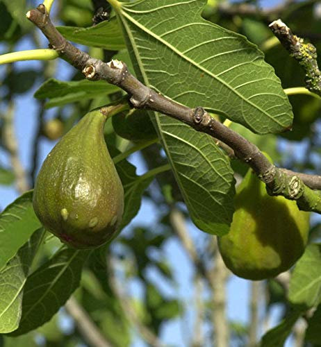 Feigenbaum Madeleine des 2 Saisons 60-80cm - Ficus carica