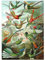 MyPuzzle Hummingbirds and Trochilidae (Kolibris), Vintage Art Poster, Ernst Haeckel - Premium 1000 Teile Puzzle - MyPuzzle Sonderkollektion von Havana Puzzle Company