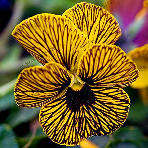 Kalash Neue 100 PC Climbing Clematis (nicht Glühbirne) Samen für die Gartendunkelrosa