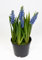 Traubenhyazinthe/Hyazinte 22cm im Topf JA Kunstblumen Blumen Pflanzen künstliche Muscari (Blau-Lila)