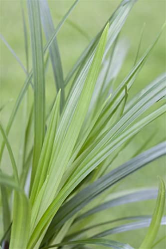 Carex morrowii 'Irish Green' – Immergrün, Winterhart, Pflegeleicht – Japan-Segge – Bodendecker für Schattenbeet & Kübel