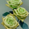 CFGRDEW Rosenpflanzen in angebot - Duftende rosen winterhart - Seltene Rosenpflanze - Rose pflanzen knollen winterhart-2Pflanze-H