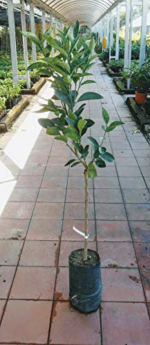 Pianta di arance Albero arancio Washington - Imballaggio speciale protettivo