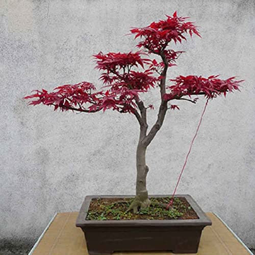 10 Unids Arce Japonés Árbol Palmatum Semillas Jardín Decoración Del Hogar Bonsai para Plantar Jardín