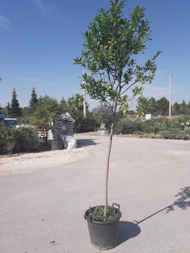 PIANTA DI MELOGRANO dente di cavallo in vaso, altezza 200cm DI ANNI SEI