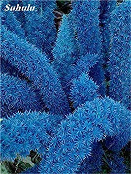 Vistaric Seltene Farbe Fuchsschwanz Samen Bonsai Balkon Blume Pflanzen Mehrjährige Regenbogen Blumen Indoor Zierpflanzen Lanscape Kraut Pflanze 100 Stücke 7