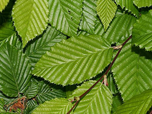 Carpino bianco Carpinus betulus pianta da siepe in vaso ø19 h. 130/150 cm Vivaio di Castelletto
