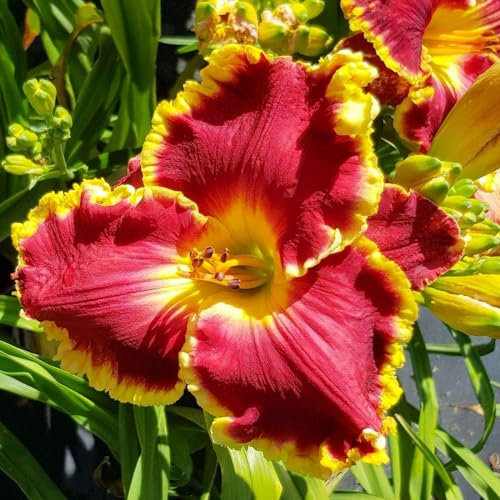 Taglilienzwiebeln,MehrjäHrige Zwiebelpflanzen, KräFtige VitalitäT,Winterharte KüBelpflanzen, Wilde Taglilie, Blumenwiese Samen Pflanzen FüR DraußEn Winterhart -15zwiebeln-G