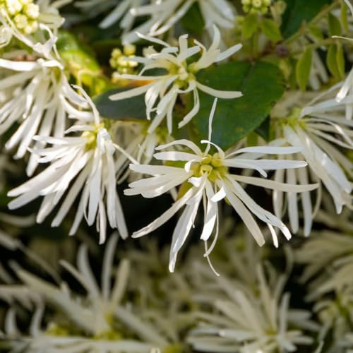 zaubernuss balkonpflanze bonsaibaum blumengarten blumendeko gartenblumen mehrjährig winterhart frühlingsblumen topfpflanzen echt wildblumen balkonblumen blumenwiesensaat biosaatgut 75samen