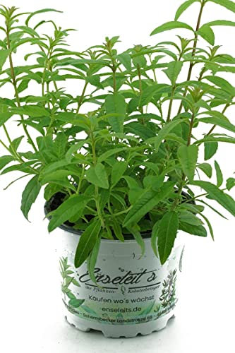 Hierba Luisa Natural Árbol con Hojas con Olor a Citronela