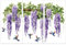 OLYCRAFT 3 Stück/Set Wisteria Blumen Zum Aufreiben von Transfers Für Möbel Und Kunsthandwerk 15x30cm Ranken Möbel Transferaufkleber Möbelaufkleber Dekor Transferaufkleber Abziehbilder Zum Aufreiben