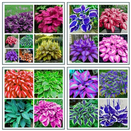 Mehrjährige Funkie, 4 Sorten, 4 Hybrid-Funkien-Mix, großblättrige Pflanzen. Winterharte wurzelnackte Stauden (Samenzwiebeln)-10zwiebeln-E