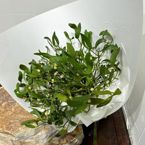 100 Pcs Mistletoe Samen, Viscum Album, Bonsai Nachhaltige Geschenke Für Frauen, Bodendecker Gartenkräuter Mistelkrone - Viscum Articulatum - Zimmerpflanzen Samen, Biosaatgut Bonsaibaum