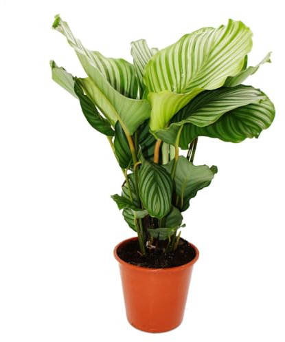 XXL-Schattenpflanze im Zebra-Look Calathea orbifolia 19cm Topf