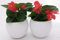 POWERS TO FLOWERS - BEGONIA BIG FOGLIA VERDE A FIORE ROSSO, 2 PIANTE IN VASO CERAMICA 14 CM, BEGONIA DRAGON, piante vere