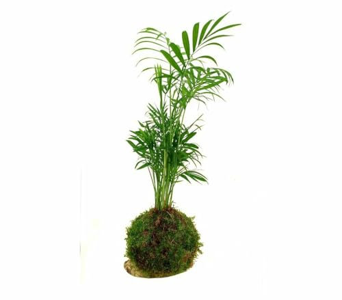 kokedama palmera chamaedorea/natural bola de musgo para interior y exterior/Decoracion Hogar/Facil cuidado y Mantenimiento