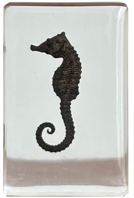 LKYLVEE Echtes Meerestier Seepferdchen Proben Harz Briefbeschwerer Handwerk Briefbeschwerer Wissenschaft Klassenzimmer Proben für naturwissenschaftliche Bildung Ornament Geschenk,Clear,4cm