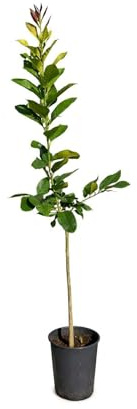 Pianta di Limone Sfusato Amalfitano - Immagine reale