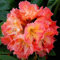 Huifang Fresh 100 Stück Rhododendron-Blumensamen zum Anpflanzen von Rosa und Orange