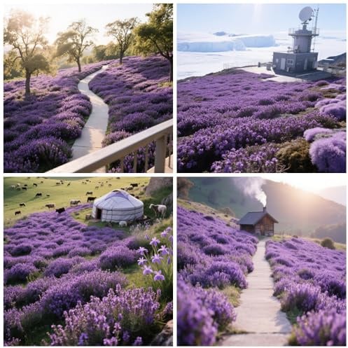 20000+ Timo Strisciante viola per piantare all'aperto, giardino, Per la copertura del prato, NON OGM, Bassa manutenzione