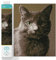 Diamond Dotz DQ8-001 Squares Smokey, ca. 37,5 x 30 cm groß, Diamond Painting, Malen mit Diamanten, funkelndes Bild zum Selbstgestalten, für Kinder und Erwachsene