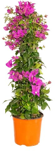 Bonplants Bougainvillea (Piramide Viola/Fucsia, Vaso 19, h 85 cm)