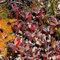 Nepenthes, piante carnivore, piante grasse vere, fiori da giardino, piante rampicanti resistenti all'inverno, a crescita rapida, biologiche, 250 semi (rosso)