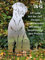 Terma Stahldesign Rost Hund Riesenschnauzer Lebensgroß Handmade Germany Tolle Gartendeko aus Metall Figur Geschenk Rostfigur Garten Gartenfigur Hundegrab