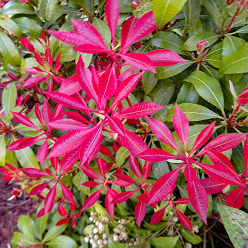 YouGarden Pieris 'Mountain Fire', Established Plant in 8-9cm Pot, Ready to Plant