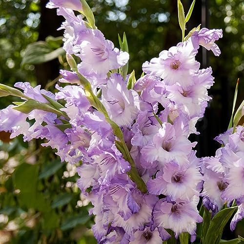 5 Pcs gladiolen zwiebeln winterhart mehrjährig, seltene pflanzen hydrokultur pflanzen (Gladiolus) geschenke für gartenfreunde, blumen zimmerpflanzen gartenblumen bonsai blumen, blumenzwiebeln