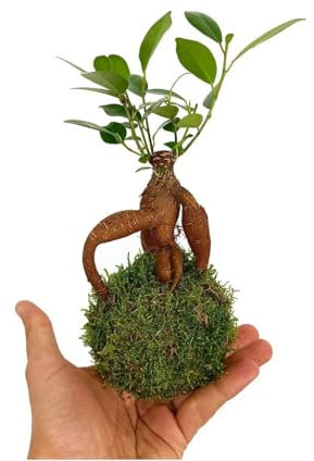 Garden Center shop | Kokedama Micro Ficus Ginseng 10 cm | Bonsái sin maceta – regalo zen y decoración de interior | Planta natural minimalista