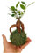 Garden Center shop | Kokedama Micro Ficus Ginseng 10 cm | Bonsái sin maceta – regalo zen y decoración de interior | Planta natural minimalista