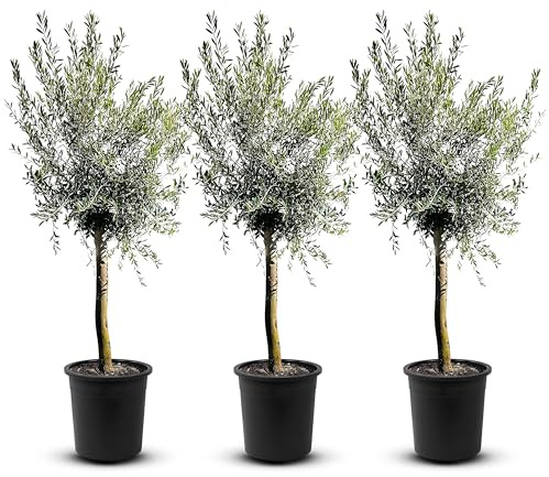 TropicTrees - Olivenbaum winterhart mit einer Höhe von ca. 180cm und einem Stammumfang von 16-20 cm - 20 Jahre alt - echter Olivenbaum mit echten, essbaren Olivenfrüchten - Olea Europaea - 3 Stück